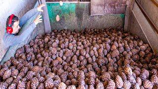 Pine Nut Candy Making Process | Modern Pine Cone Harvesting Machine | How To Process Pine Nuts