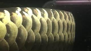 #arowana #monsterfish /24k cross back golden arowana beautiful Scales /#monsterfishaquasl#mfk