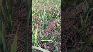 Farms today 22/1/24 #arabic #топ #g1 #garlicfarm #love #narcg1garlic #vegetable #farming #garlic