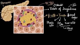 Pancreas: insulin & glucagon | chemical coordination | Biology class 11 | Khan Academy