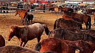 Horse Breeding | Horse Meeting #horsebreeding #horsemeeting #viralvideos