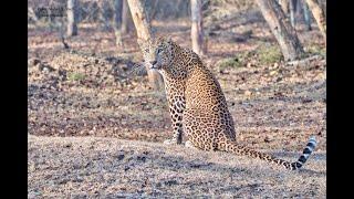 Kabini...The Land of Leopards ( Nagarhole National Park ) JLR Jeep Safari