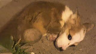 The Puppy lay with tears in eyes,  he was abandoned by owner after falling ill...