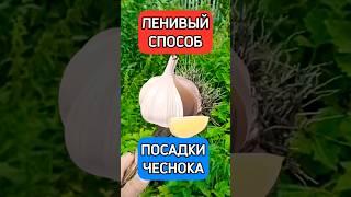 ЛЕНИВЫЙ СПОСОБ ПОСАДКИ ЧЕСНОКА #огород #дача #дом #сад #урожай #огородничество #садоводство #чеснок