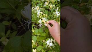 Honeysuckle ice cream  #gardening #foraging #honeysuckle #growyourownfood #edibleflowers