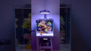 Should you setup a saltwater aquarium?