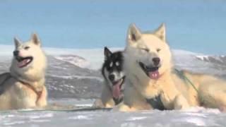 Human Planet | Arctic: Greenland sled dogs | Premieres Sunday, 20 March, ABC1