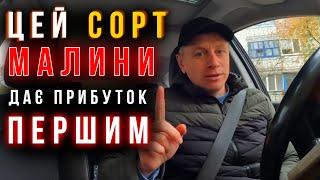 ️Цей сорт малини повинен бути у вашому малиннику‼️ Який сорт посадити, щоб першим заробляти