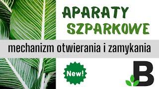 Mechanizm Otwierania i Zamykania Aparatów Szparkowych Nowa Wersja- KOREPETYCJE z BIOLOGII – 368