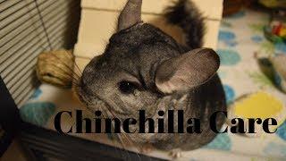 How To Take Care Of A Chinchilla