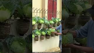 Amazing Upcycled Garden: Turning Plastic Bottles into Food & Profit! ️