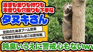 【2ch動物スレ】【悲報】外国人、「たぬき」が実在していると知らなかったｗｗｗｗｗｗｗｗ