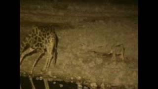 Waterhole Safari with Ben Waddams