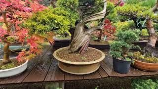 Greenwood bonsai nursery tour