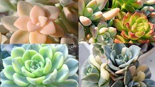 Sukulent gençleştirmeSukulent çelikleri dikimi Echeveria Lovely rose variagata 