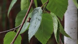 (Silent) Silver Birch Tree (Original Song)