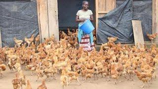 I Started with 2 Chicken today I have over 10000 | Success Story #chicken #poultry