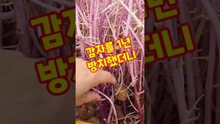 감자를 1년 방치했더니 #shorts