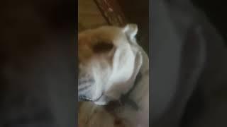 don't think #dog #cute #awwwww