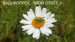 Ваш вопрос - мой ответ:)