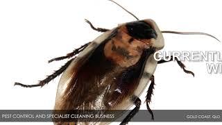 Pest Control and Specialist Cleaning Business – Gold Coast, QLD