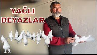 ESKİ YAĞLI BEYAZLAR - NUH GÜÇLÜ KÜMES ZİYARETİ OYUNKUŞU UÇUMU