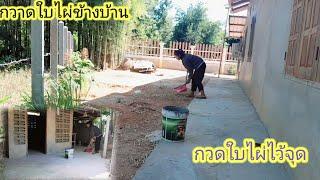 น้องราตรีปัดกวาดใบไผ่อยู่บ้าน 21 พฤศจิกายน ค.ศ. 2024