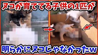 【2ch動物スレ】倉庫で子育てを始めたネッコだったが→いつの間にか別種族が混入www