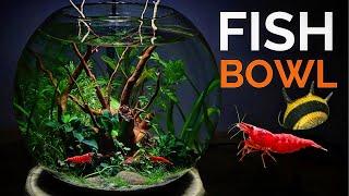 Create A Stunning Fishbowl Aquarium With Lush Plants