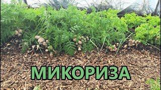 Гора от гъби / Микориза в оранжерията - Tony's permaculture garden