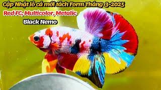 Cập Nhật lô cá mới tách Form của Thanh Hải Betta 3-2025 RED FC, MUTICOLOR NEMO, METALIC, BLACK NEMO!