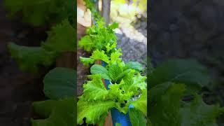 Broccoli and Salad Hydroponic Ninja Farm #shorts #hydroponics #ninjafarm #gardening