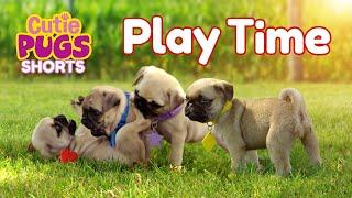 Puppy Play Time! | Cutie Pugs | Animals for Kids