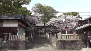 Time of Travel : Cherry Blossom Viewing  in Ibukijima Island Part 4 (Kagawa, Japan)