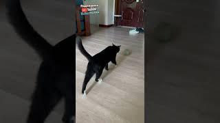 Кота плющит от огромного шарика мяты  | мемы | приколы от Зубарев #юмор #кот #shorts