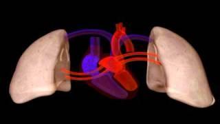 Heart Structure | Biology | Anatomy