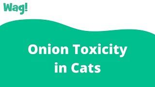 Onion Toxicity in Cats | Wag!