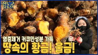 커큐민 성분이 가득! 땅속의 황금 진도 #울금