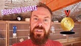 Huge Update! New Babies - Budgie Birdroom and Mixed Aviary Breeding Update