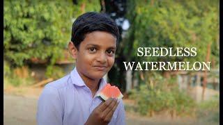 Seedless Watermelon | Kerala Agricultural University