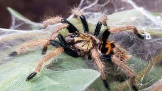 Tiny baby tarantula making a web ! Green bottle blue Tarantula. Cromatopelma cyaneopubescens