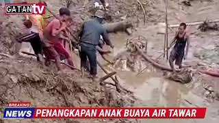 PENANGKAPAN ANAK BUAYA DI KOLAM WARGA