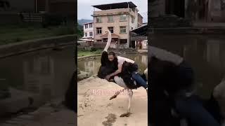 這種機車的缺點就是脾氣不太穩定...... #125cc #ostrich #china #scooter