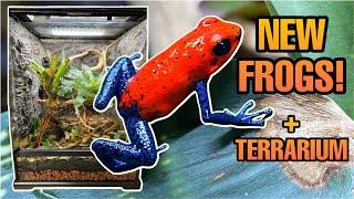 NEW FROGS + TERRARIUM BUILD! Strawberry Poison Dart Frogs (Oophaga pumilio)