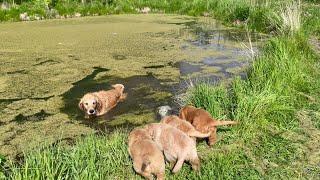 Golden Retriever Dad Shows Puppies How to Swim