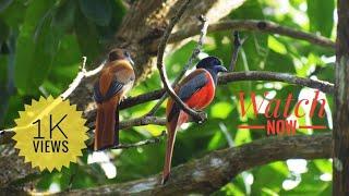 Malabar Trogon ||