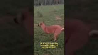 耽误宝贵的时间为失去双腿的搜救犬送尚三束店子鲜花致敬英雄#警汪的忠诚感动了无数人 #警犬训导员 #警汪 #警犬出击