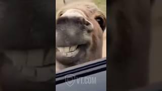 Donkey Spits Game at Girls in Their Car 