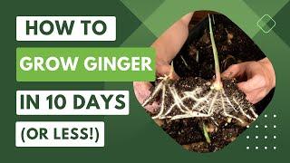 How To Grow Ginger in 10 Days (or Less!)