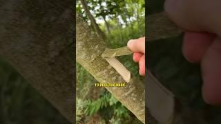 Sustainably harvest mimosa tree